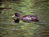 Mallard hen (Anas platyrhynchos)