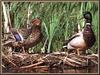 Mallards (Anas platyrhynchos)