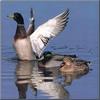 Mallards (Anas platyrhynchos)