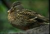 Mallard duck (Anas platyrhynchos)
