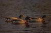 Mallard ducks (Anas platyrhynchos)