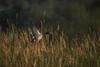 Mallard drake taking off (Anas platyrhynchos)