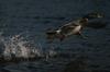 Mallard drake taking off (Anas platyrhynchos)