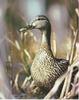 Mallard duck (Anas platyrhynchos)