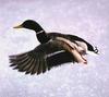 Mallard drake in flight (Anas platyrhynchos)