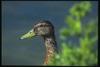 Mallard duck (Anas platyrhynchos)