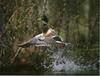 Mallard drake taking off (Anas platyrhynchos)