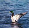 Mallard drake flapping (Anas platyrhynchos)