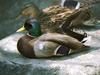 Mallard drake (Anas platyrhynchos)