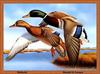 [Animal Art - Ronald J. Leuque] Mallards (Anas platyrhynchos)