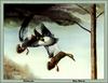 [Animal Art - Ray Harm] Mallards (Anas platyrhynchos)