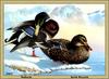 [Animal Art - Keith Warriek] Mallards (Anas platyrhynchos)