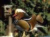 Mandarin Duck (Aix galericulata)