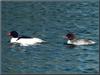 Common Mergansers (Mergus merganser )