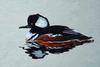 Hooded Merganser (Lophodytes cucullatus)