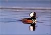 Hooded Merganser (Lophodytes cucullatus)