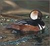 Hooded Merganser (Lophodytes cucullatus)