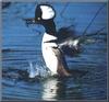 Hooded Merganser (Lophodytes cucullatus)