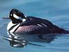 Hooded Merganser (Lophodytes cucullatus)