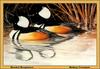[Animal Art - Rodney Crossman] Hooded Merganser pair (Lophodytes cucullatus)