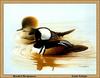 [Animal Art - Louis Frisino] Hooded Merganser pair (Lophodytes cucullatus)