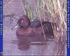 Ferruginous Duck, White-eyed Pochard (Aythya nyroca)