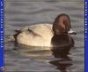 Common Pochard (Aythya ferina)