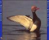 Red-crested Pochard (Netta rufina)