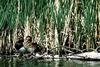 Redhead pair (Aythya americana)