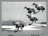 [Animal Art - Stanley Stearus] Redheads in flight (Aythya americana)