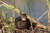 Redhead hen (Aythya americana)