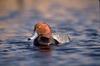 Redhead drake (Aythya americana)