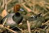 Redhead pair (Aythya americana)