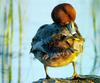 Redhead drake (Aythya americana)