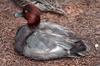 Redhead drake (Aythya americana)