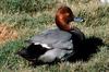 Redhead drake (Aythya americana)