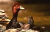 Redhead pair (Aythya americana)