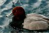 Redhead drake (Aythya americana)