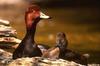 Redhead drake & hen (Aythya americana)