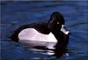 Ring-necked Duck (Aythya collaris)