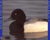 Greater Scaup (Aythya marila)