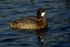 Lesser Scaup (Aythya affinis)