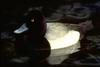 Lesser Scaup (Aythya affinis)