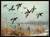 [Animal Art - Maynard Reece] Lesser Scaup flock in flight (Aythya affinis)