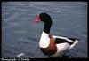 Common Shelduck (Tadorna tadorna)