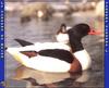 Common Shelduck (Tadorna tadorna)