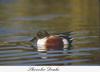 Northern Shoveler (Anas clypeata)