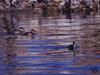 Northern Shoveler (Anas clypeata)