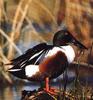 Northern Shoveler (Anas clypeata)