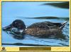 Northern Shoveler (Anas clypeata)